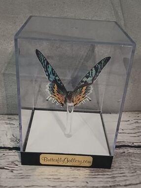 Butterfly Gallery Steve Alberanes Mounted Madagascar Sunset Moth 4*5 Box